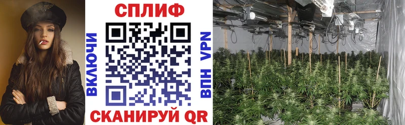 как найти наркотики  Кущёвская  Каннабис конопля 